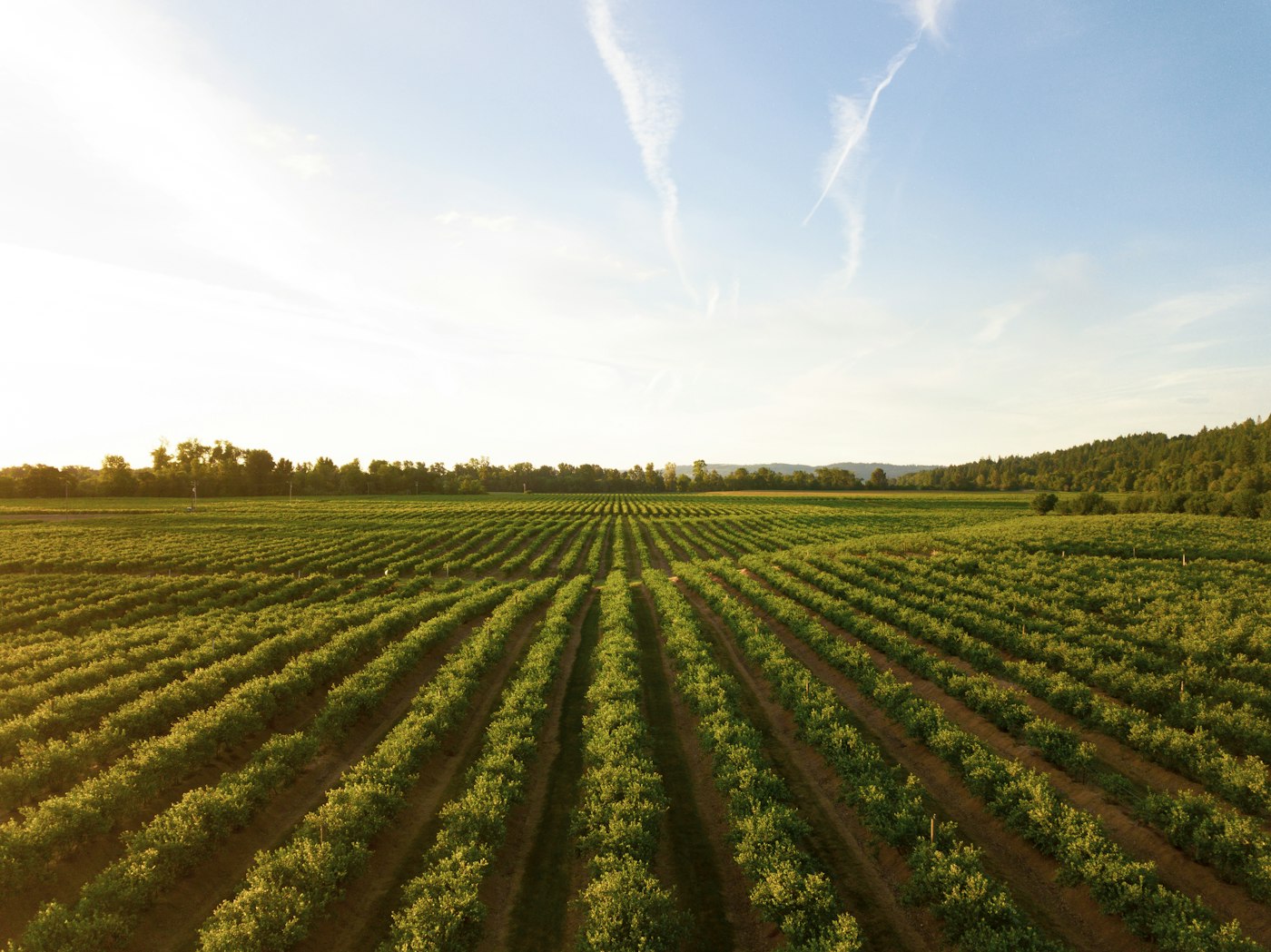 Planches de légumes en rangs, en plein champ à la ferme de Dongelberg